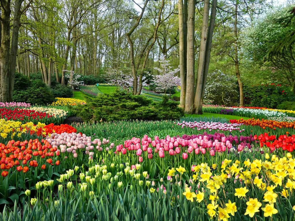 Au Parc Keukenhof c'est déjà le printemps