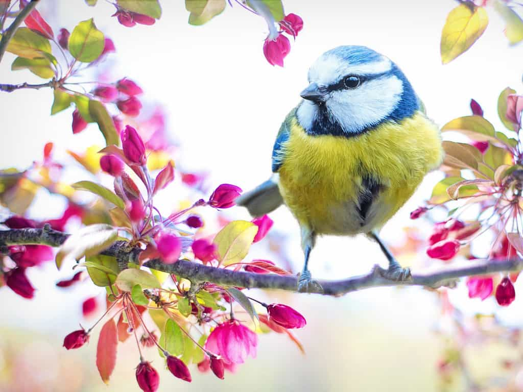 Mésange bleue du Printemps