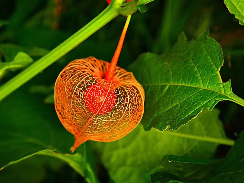 Physalis ou l'amour en cage, un fruit délicieux du Pérou