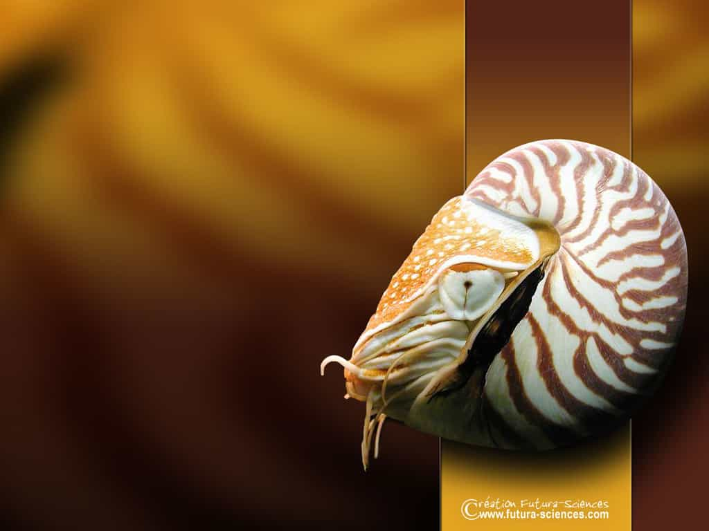 Nautilus