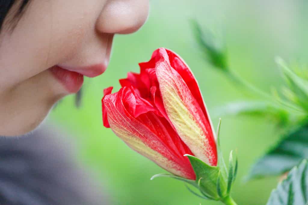 Le parfum des fleurs tient à l'association de quelques-uns de leurs composés, que les chimistes sont capables d’analyser ensemble pour détecter une seule et unique senteur. Lorsque l'on ne sent plus ce parfum, c'est non seulement dommage mais, peut-être, mauvais signe ! © Dennis Wong, Flickr, cc by 2.0