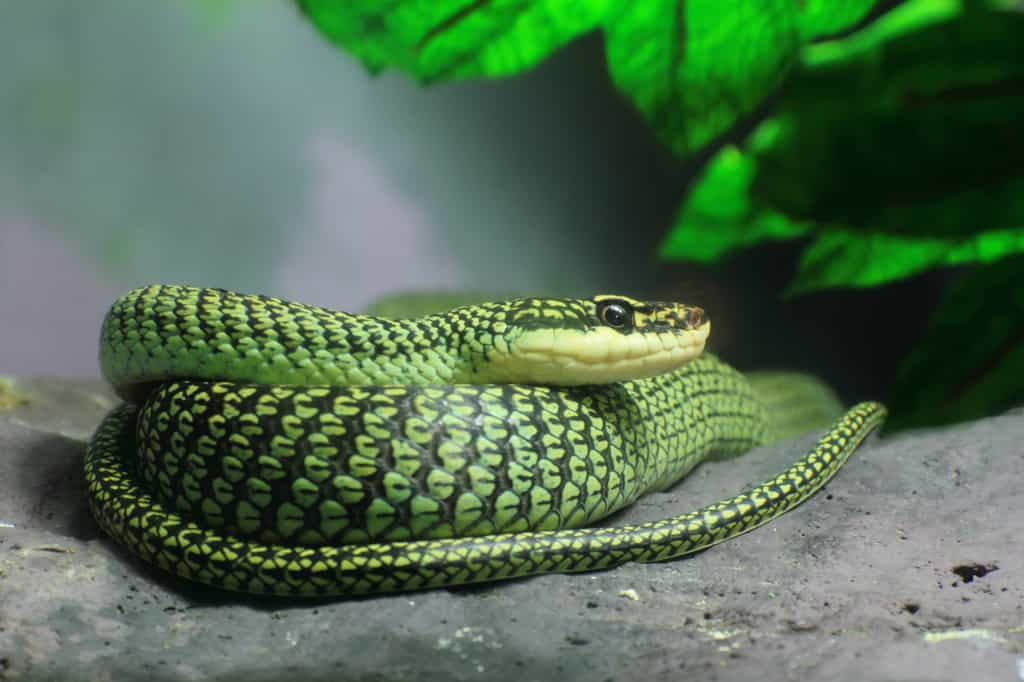 Un serpent du genre Chrysopelea (ici, Chrysopelea ornata) enroulé sur une pierre. © joefotofl