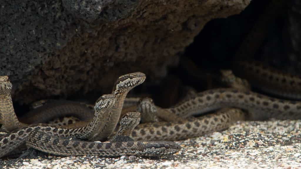 Des serpents guettant un iguane. Image extraite de l’épisode Islands, du documentaire Planet Earth II. © BBC
