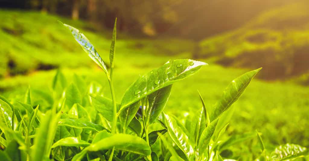 Grâce à son pouvoir antioxydant, le thé vert atténue efficacement les cernes. © Volodymyr Goinyk, Shutterstock
