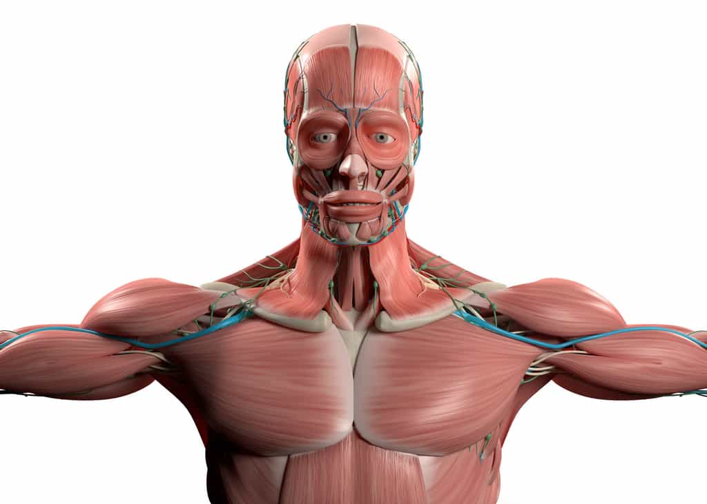 Il existe des muscles rotateurs au niveau de l'épaule mais aussi du dos, de la hanche (carré de la cuisse) ou encore de l'œil (petit et grand rotateurs). © Wief, Shutterstock