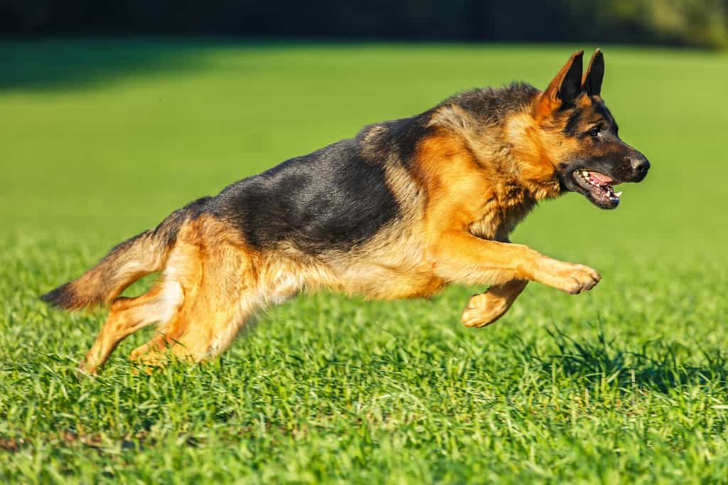Le berger allemand est un chien qui a besoin d’espace pour se dépenser. © AsyaPozniak, Shutterstock