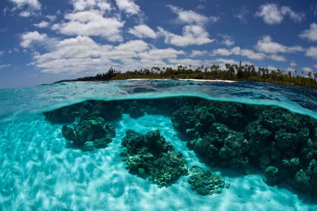 L’état de la biodiversité dans les récifs proches de l’Homme est préoccupant. © Ethan Daniels, Shutterstock