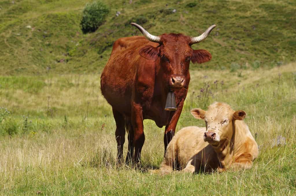 Le cas de vache folle dans les Ardennes est confirmé par le ministère de l'Agriculture. La vache décédée était une Salers, une vache auvergnate au poil acajou. © Fabien Monteil, Shutterstock