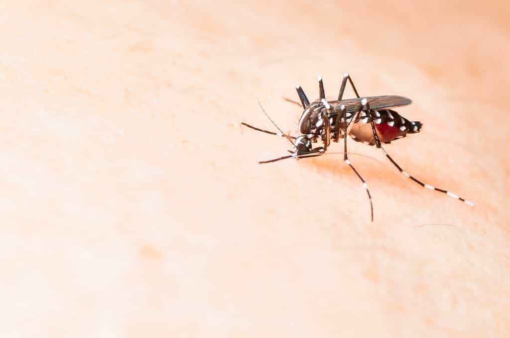 Le virus Zika est transmis par la piqûre de moustiques du genre Aedes. Actuellement, aucun vaccin n’est disponible. © Fendizz, Shutterstock