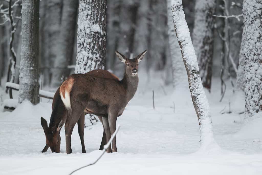 Même quand il fait froid, les mammifères doivent maintenir une température corporelle élevée par thermogenèse. © KACHALKIN OLEG, Shutterstock