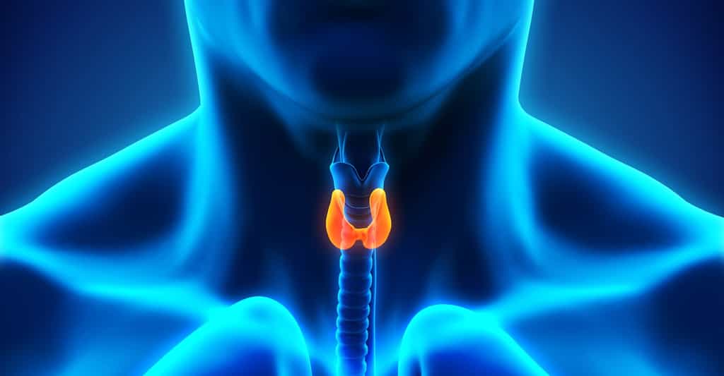 Le cancer de la thyroïde affecte une glande située au milieu du cou. © Nerthuz, Shutterstock