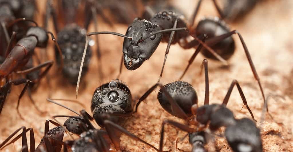 Dans la fourmilière, chaque fourmi joue un rôle précis. © Pavel Krasensky, Shutterstock