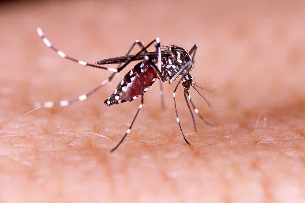 Aedes aegypti est un moustique qui transmet la dengue, le chikungunya et le virus Zika. © Tacio Philip Sansonovski, Shutterstock