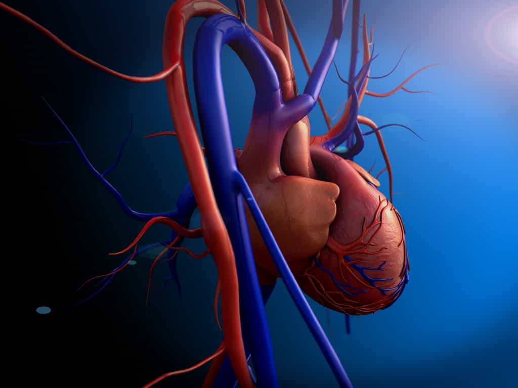 Le ventricule gauche envoie du sang riche en dioxygène (en rouge) dans l’aorte et le ventricule droit du sang pauvre en dioxygène (en bleu) dans l’artère pulmonaire. © UGREEN 3S, Shutterstock