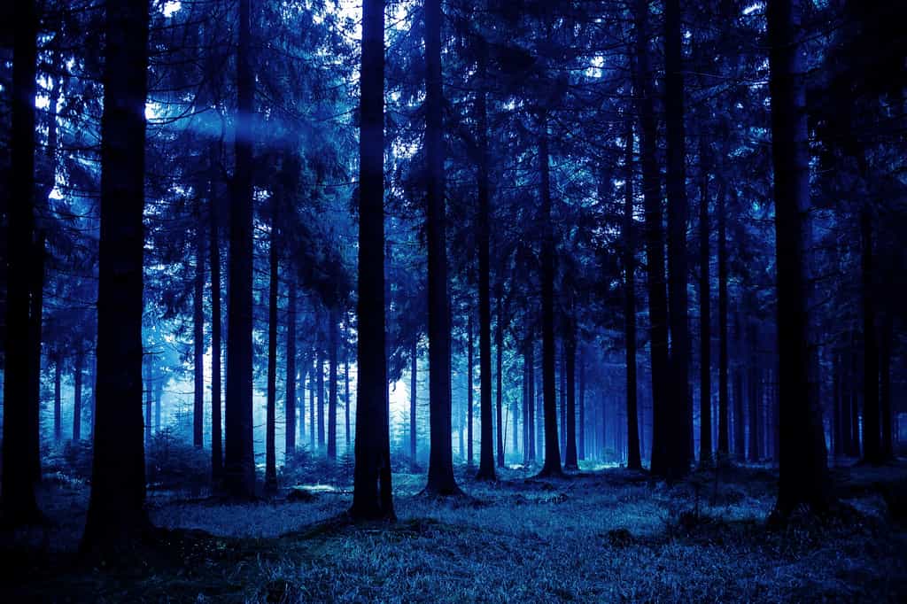La nuit, les arbres baissent un peu leurs branches. © Val Thoermer, Shutterstock