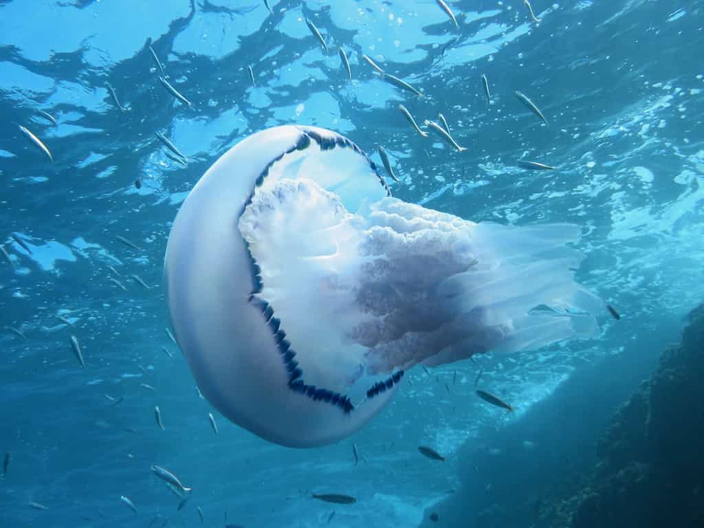 Il y aurait 150 millions de piqûres de méduse chaque année dans le monde. Et beaucoup de conseils contradictoires pour les soulager. © Vilainecrevette, Shutterstock