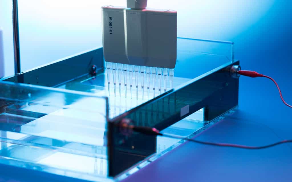 Les échantillons d’ADN sont déposés dans le gel d’agarose grâce à une micropipette. © science photo, Shutterstock