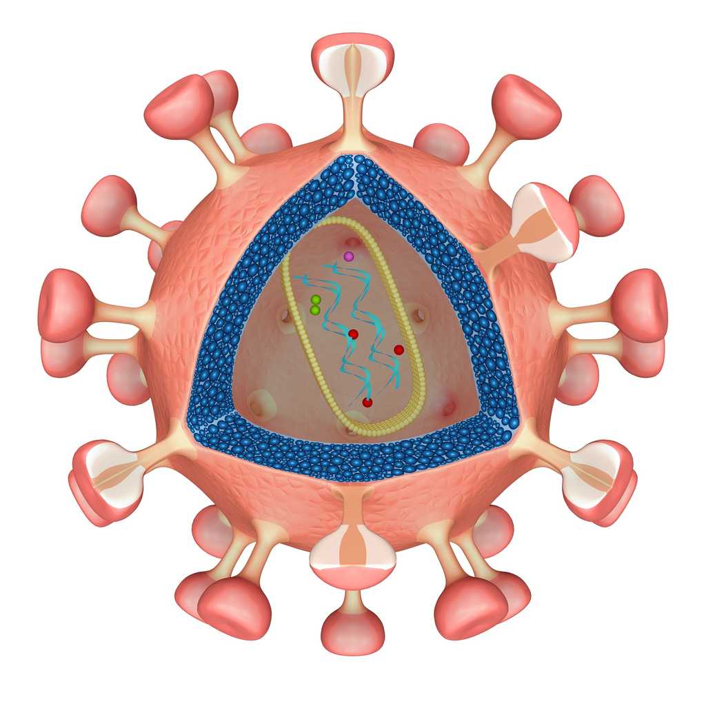Tat est une protéine régulatrice du VIH qui est indispensable à la réplication du virus. © sciencepics, Shutterstock