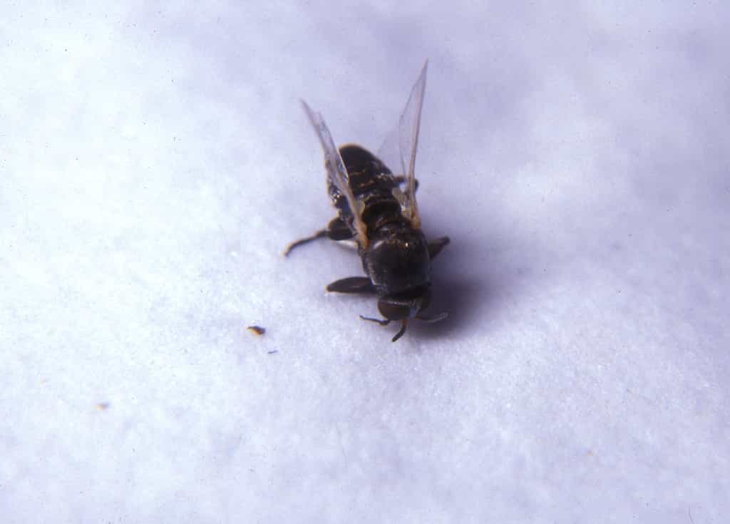 Le nématode responsable de l'onchocercose se transmet par une mouche noire qui se reproduit dans les cours d'eau agités. © Community Eye Health, Flickr, CC by-nc 2.0