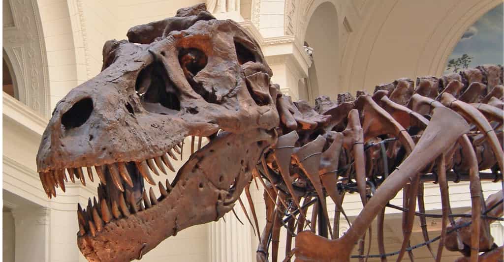 Chilesaurus diegosuarezi (du moins une reconstitution présumée). Il ressemble à un tyrannosaure mais son régime était végétarien. © University of Birmingham