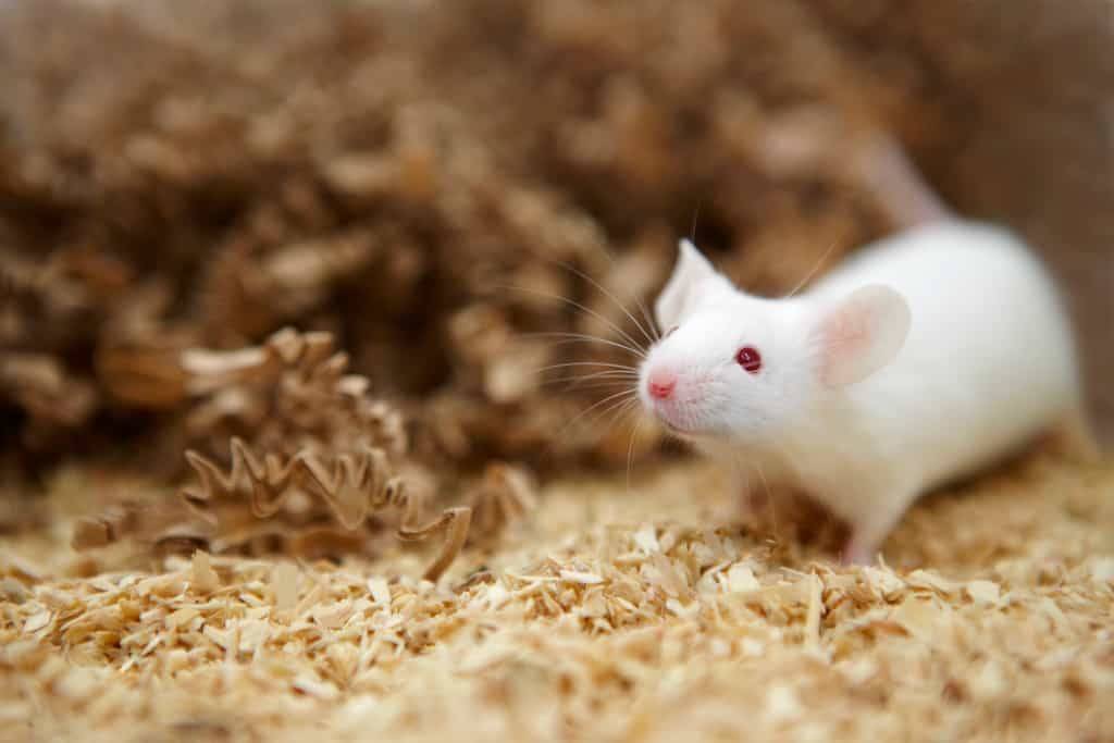 Des chercheurs états-uniens ont trouvé une molécule anticancer chez la souris. Reste maintenant à savoir si elle fonctionnera chez l’Homme. © Novartis AG, Flickr, cc by nc nd 2.0