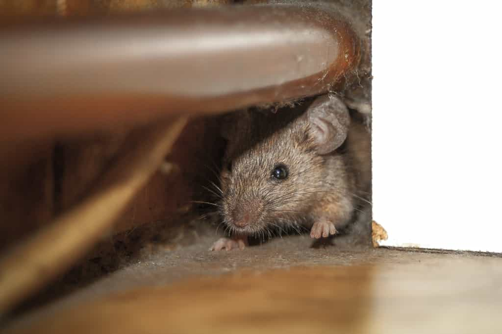 Éloignez les souris naturellement grâce à cette épice méconnue. © Dejan Kolar, iStock