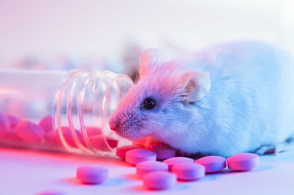 Un potentiel traitement peptidique a été testé chez des souris porteuses de cancer du sein. © filin174, Adobe Stock
