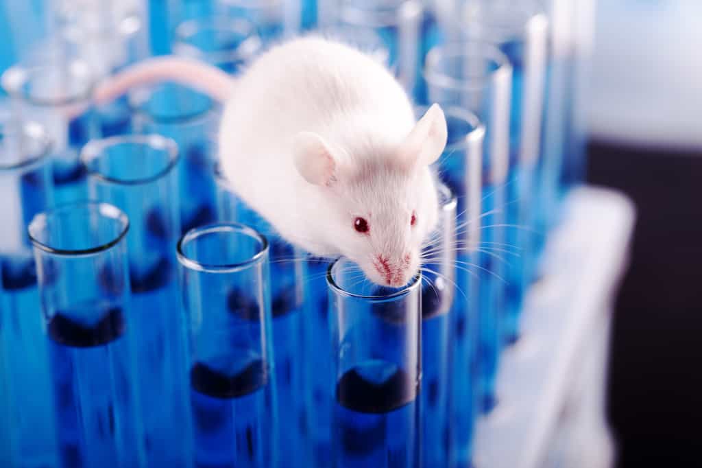 La souris est un des animaux modèles en science pour faire des expériences in vivo. © BillionPhotos.com, Adobe Stock