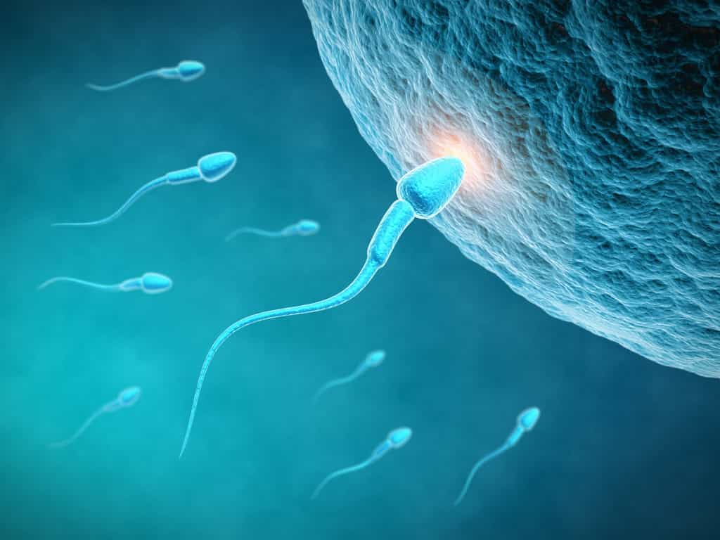 Le Spermbot vient résoudre les problèmes des spermatozoïdes qui rencontrent des difficultés à se déplacer. © Sashkin, Shutterstock