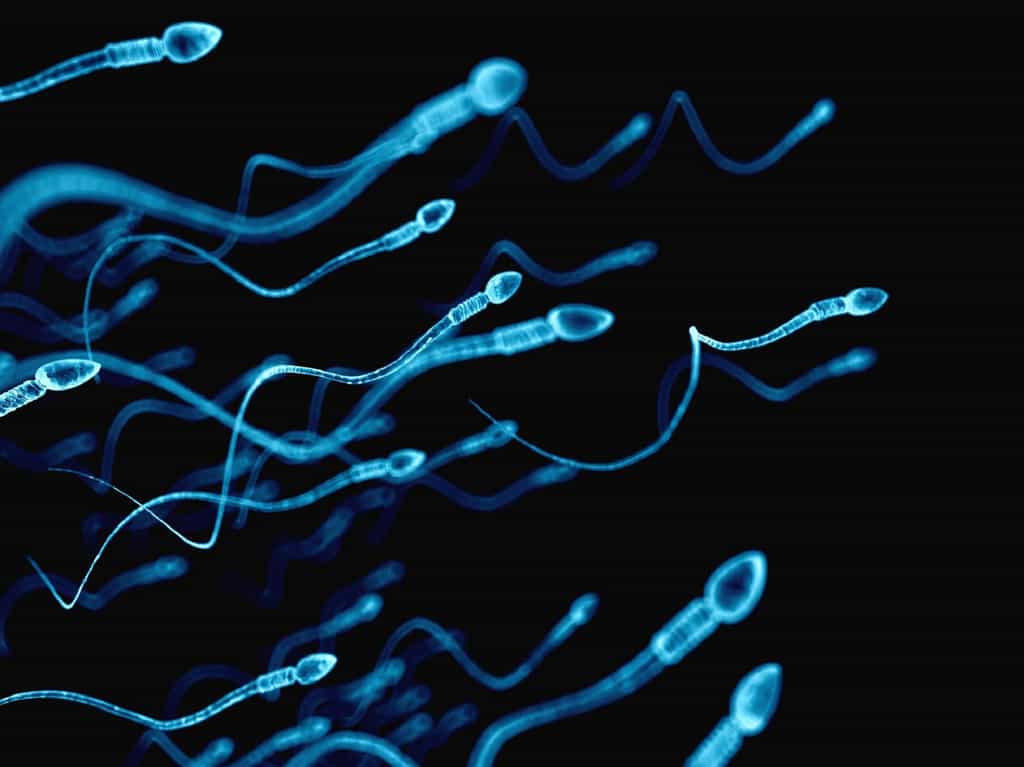 Le spermogramme analyse le nombre de spermatozoïdes présents dans le sperme et leur mobilité. © Sebastian Kaulitzki, Fotolia