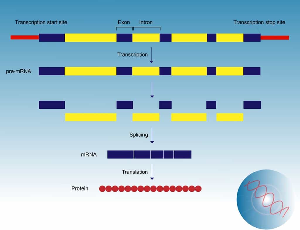 L’épissage est une étape de maturation de l’ARN prémessager en ARNm. © meletver, Fotolia