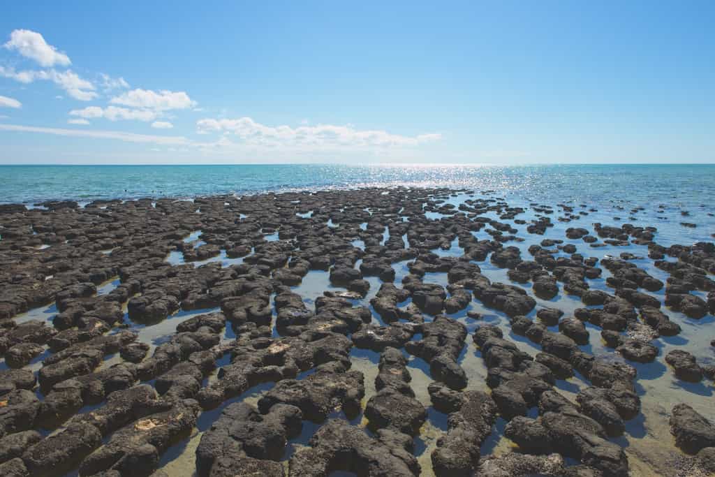 Stromatolites de Shark Bay en Australie. © roboriginal, Adobe Stock