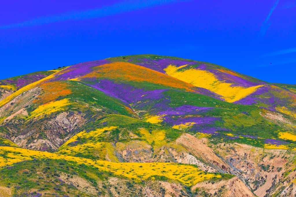 En Californie, le Carrizo Plain National Monument est l'un des meilleurs endroits pour observer la super-floraison du désert américain. © Juancat, Adobe Stock