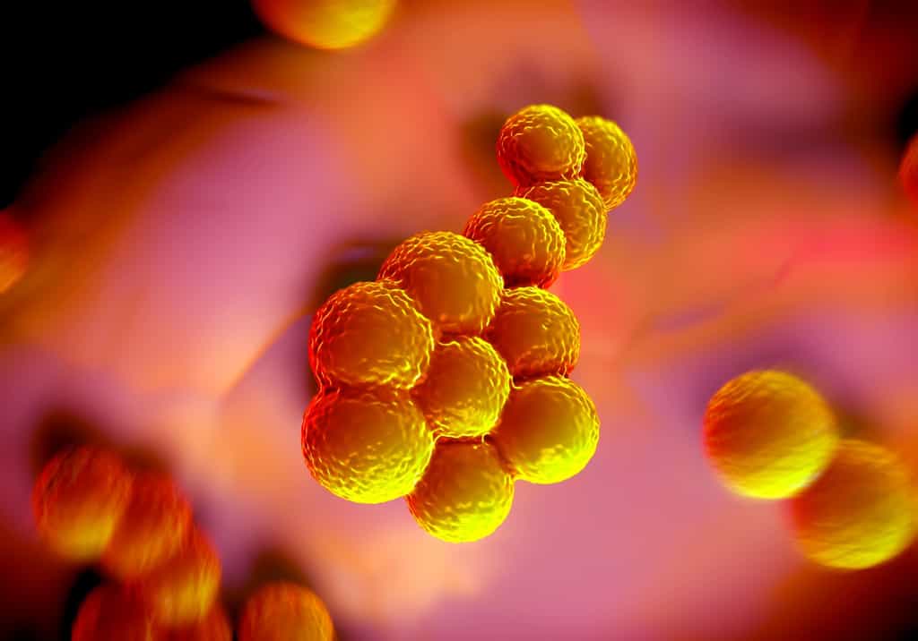 Le staphylocoque doré SARM est un problème majeur de santé publique. © royaltystockphoto, Fotolia