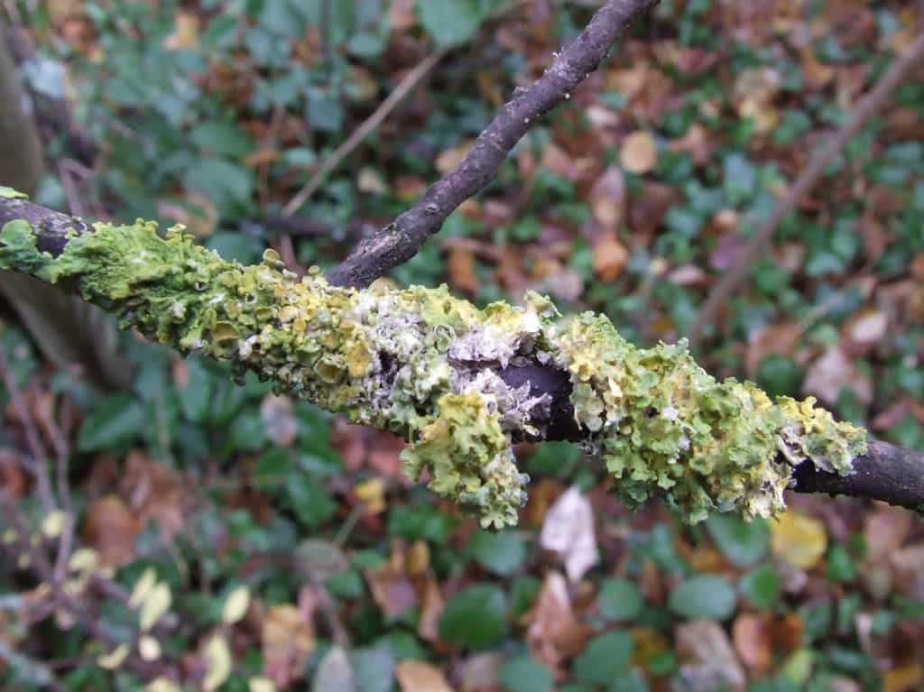 Le lichen décrit une relation symbiotique entre un champignon et une algue. © surama341b, Fotolia