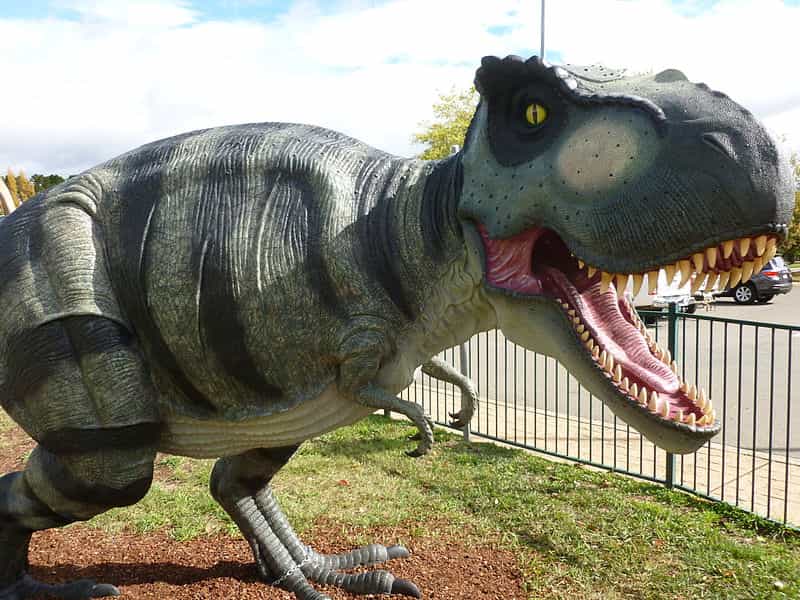 Les tyrannosaures avaient des bras minuscules en comparaison du reste de leur corps. Si petits qu’on se demande bien à quoi ils pouvaient leur servir. Peut-être même pas à manger. © NationalDinosaurMuseum, Wikipédia, cc by sa 3.0