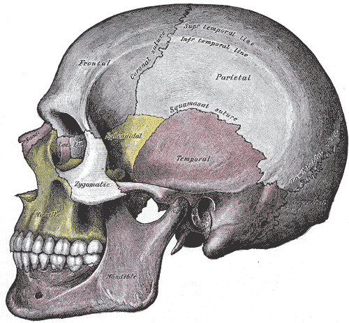 L’os temporal (en rose) se situe sous l’os pariétal, en arrière du sphénoïde (en jaune) et en avant de l’occipital. © Henry Vandyke Carter — Henry Gray (1918) Anatomy of the Human Body, Wikipedia, DP