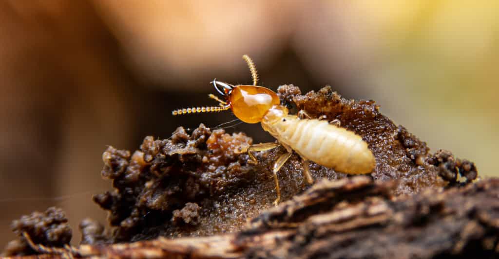 En décomposant le bois mort, les termites jouent un rôle capital dans les écosystèmes qu’elles habitent. Mais leur zone d’action pourrait s’étendre sous l’effet du changement climatique. Et la nouvelle n’est pas très bonne. © witsawat, Adobe Stock
