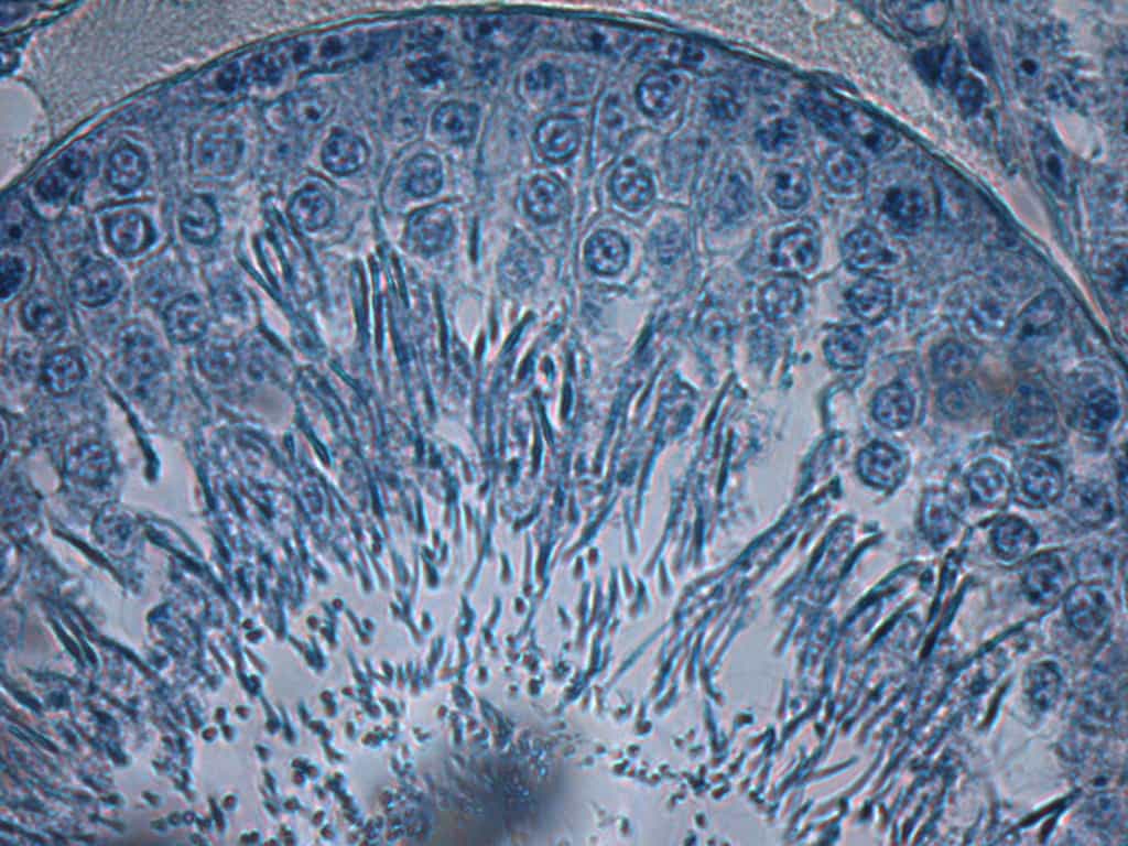 À l'intérieur du testicule, les spermatozoïdes se forment dans la lumière du tube séminifère (ici un testicule de rat). © LeahL, Flickr, CC by-nc-nd 2.0