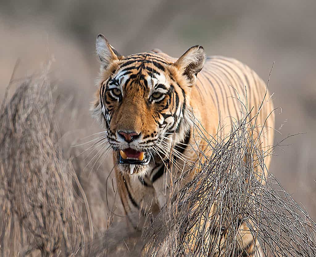 Les tigres du Bengale figurent parmi les espèces en danger d’extinction, selon la classification du statut de conservation de l’UICN. © Koshyk, Flickr, cc by 2.0