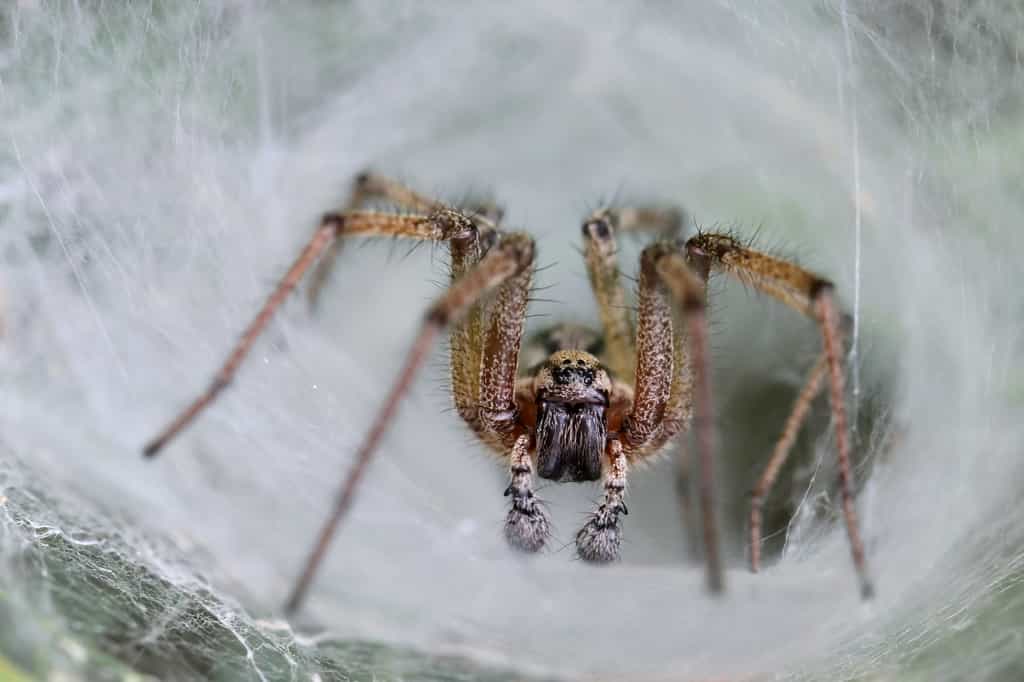 Le venin provenait d’une araignée à toile-entonnoir, dont le nom est lié à la forme de sa toile. © butterfly-photos.org, Fotolia