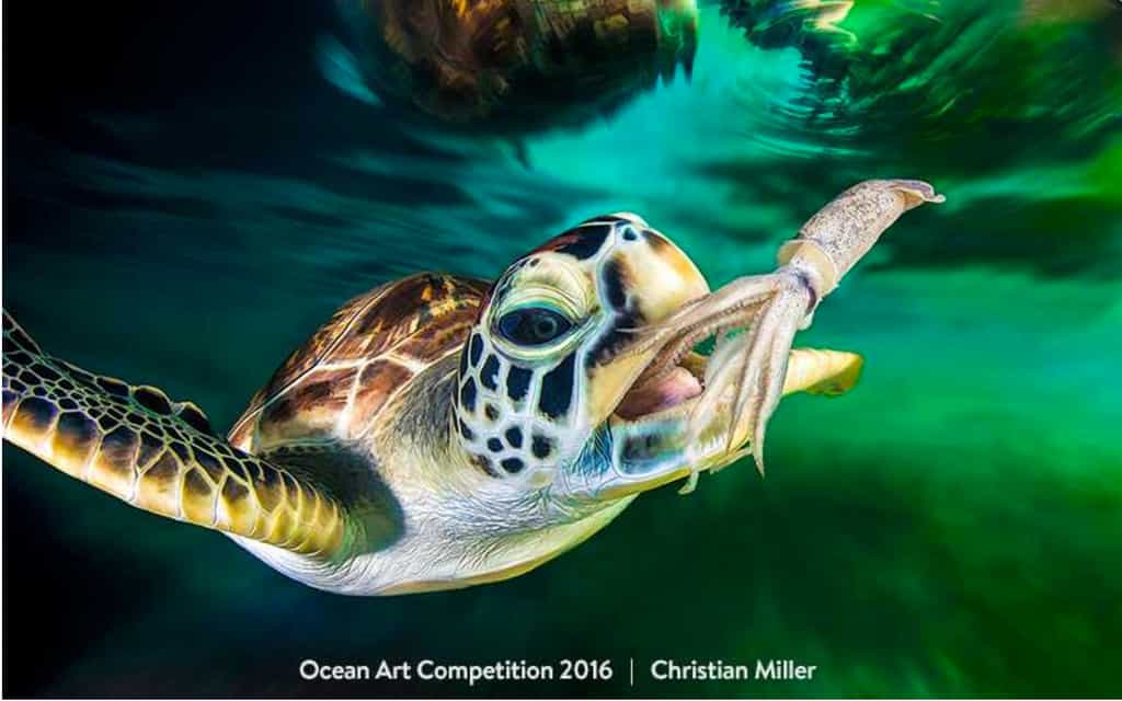 Les effectifs de la tortue marine sont en régression du fait des activités humaines. © Ocean Art Competition 2016, Christian Miller