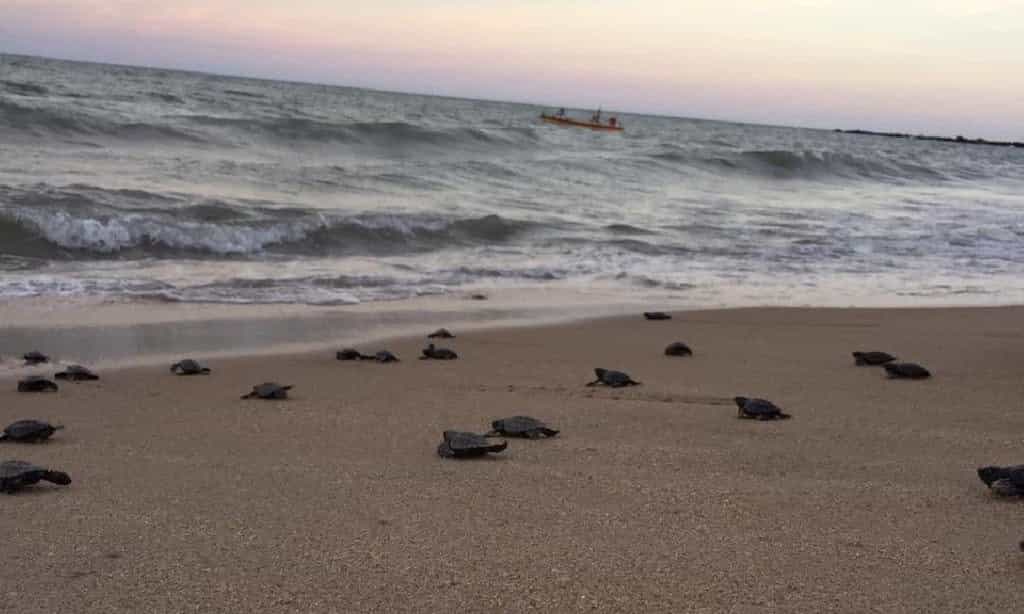 Près d'une centaine de tortues imbriquées ont rejoint l'Atlantique depuis une plage déserte de l'est du Brésil. © Mairie de Paulista