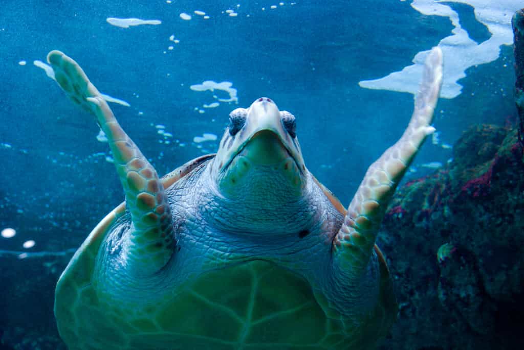 Bien que cela ne soit pas réellement établi, il semblerait que la tortue luth soit l'une des deux espèces de tortues dont la chair est toxique à cause de la chelonitoxine qu'elle contiendrait. © Yggdrasill, fotolia