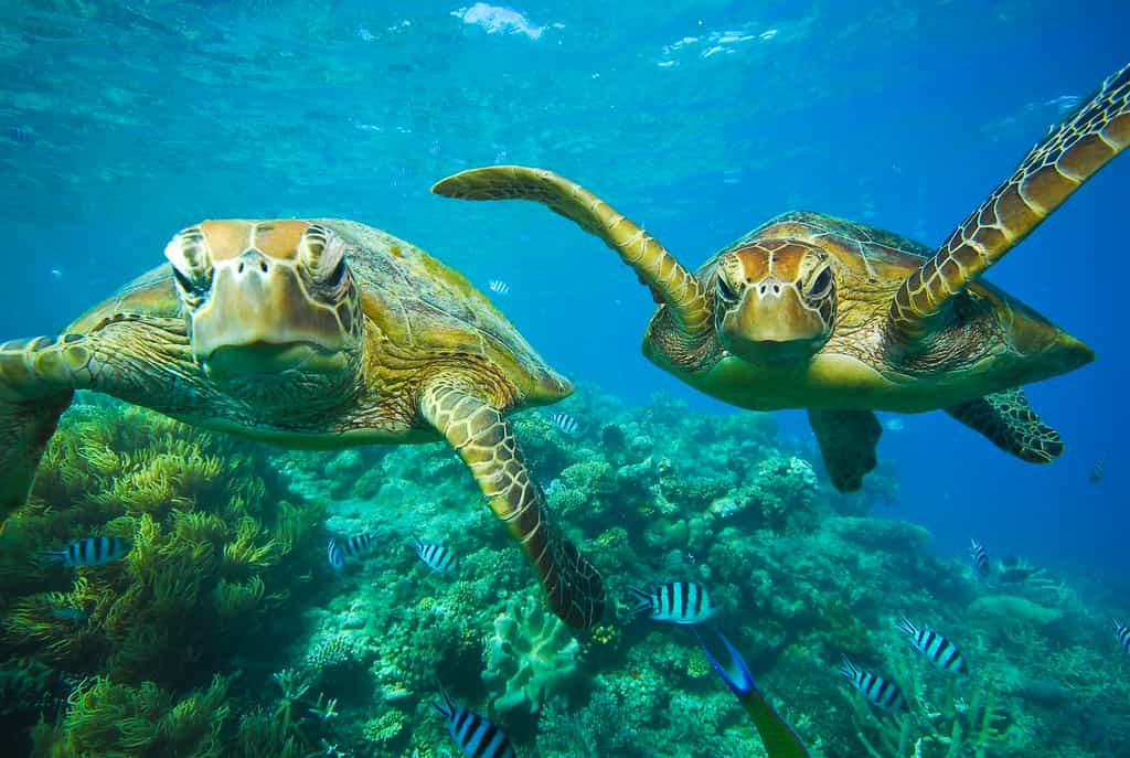 Les tortues vertes sont des tortues marines présentes dans les eaux tropicales et tempérées de tous les océans. © treetstreet, Adobe Stock