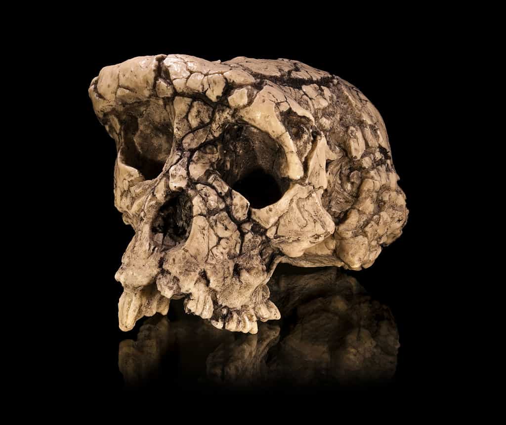 Pour certains spécialistes, Toumaï (Sahelanthropus tchadensis, un hominidé fossile ayant vécu voilà sept millions d'années), dont on voit un moulage du crâne, serait proche de l'ancêtre commun à l'Homme et au chimpanzé. © Didier Descouens, Wikipédia, cc by sa 3.0
