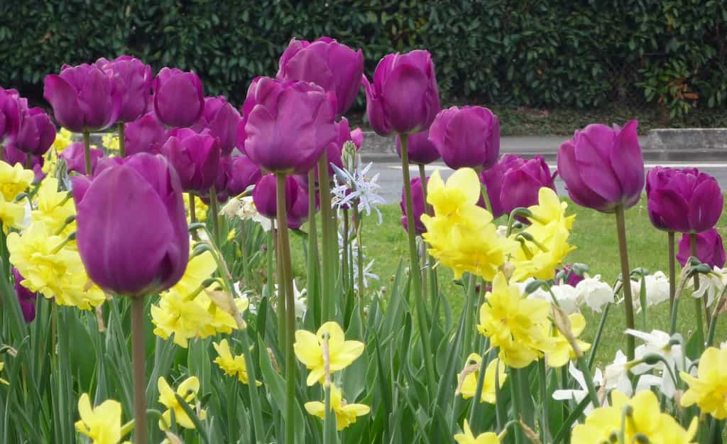 La tulipe est une plante à bulbe appréciée pour sa variété de couleurs © S. Chaillot