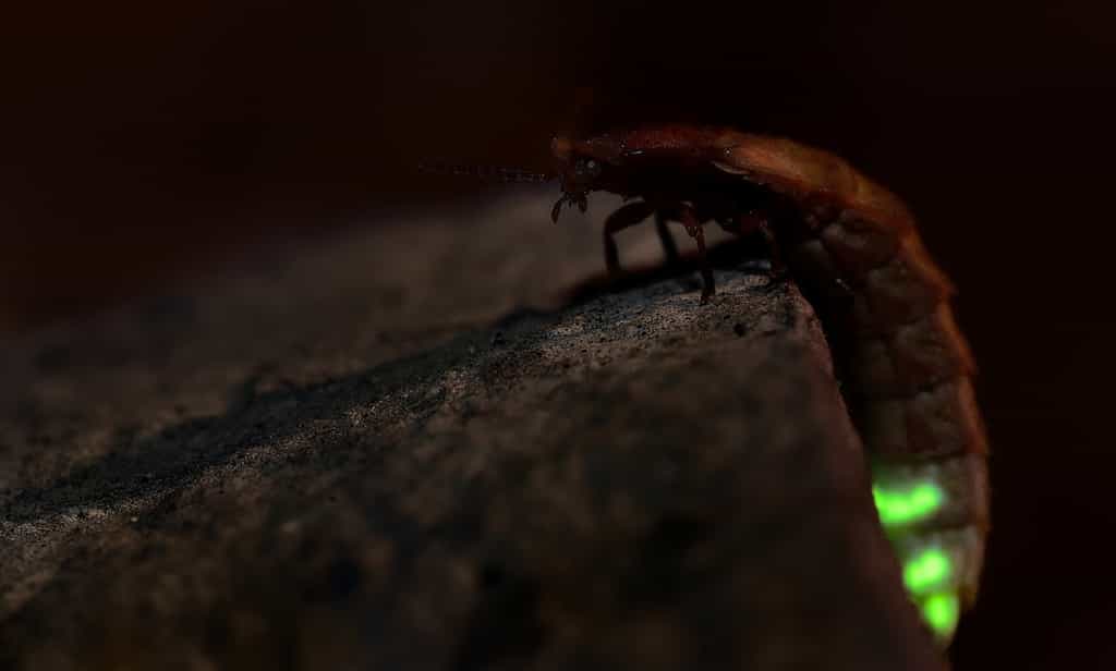 Seule la femelle de Lampyris noctulica émet de la lumière au bout de son abdomen. © phototrip.cz, Fotolia