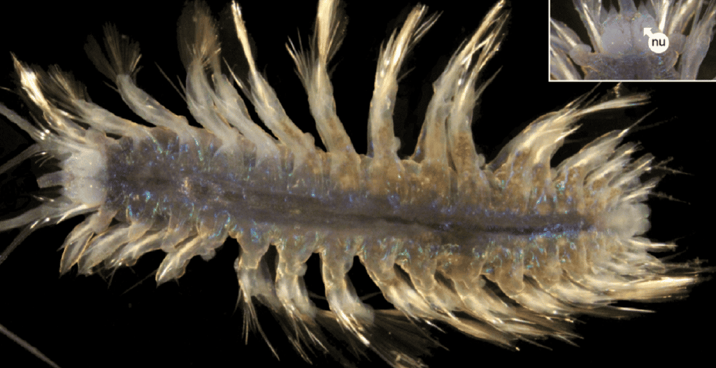 Dix-sept nouvelles espèces de vers marins ont été découvertes dans les abysses du Pacifique, plus précisément dans la zone de fracture de Clarion-Clipperton. Ici, Bathyeliasona mariaae. © Paulo Bonifácio