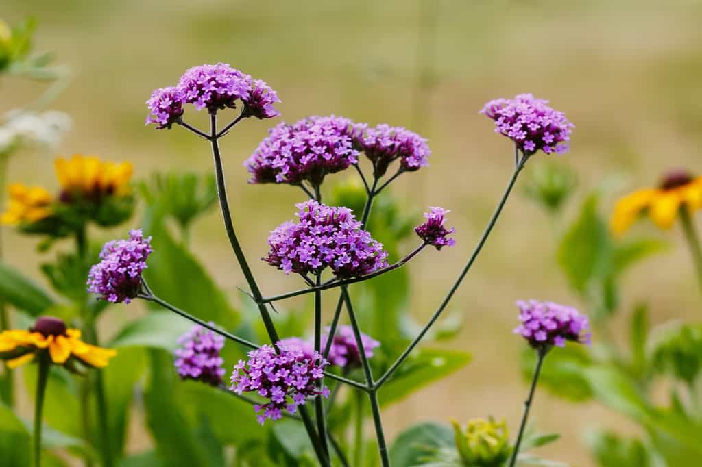 Magnifique floraison de la verveine de Buenos Aires. © Flower_Garden, Adobe Stock